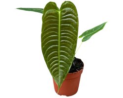 Anthurium Veitchii Kamerplant Potmaat Ø14 cm |Vers Van De Kweker