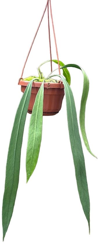 Anthurium Vittarifolium Kamerplant Potmaat Ø14 cm |Vers Van De Kweker