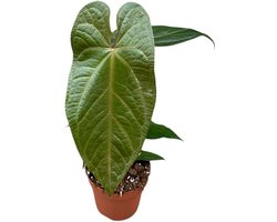 Anthurium Magnificum X Nigrolaminum Gigi Kamerplant Potmaat Ø17 cm |Vers Van De Kweker