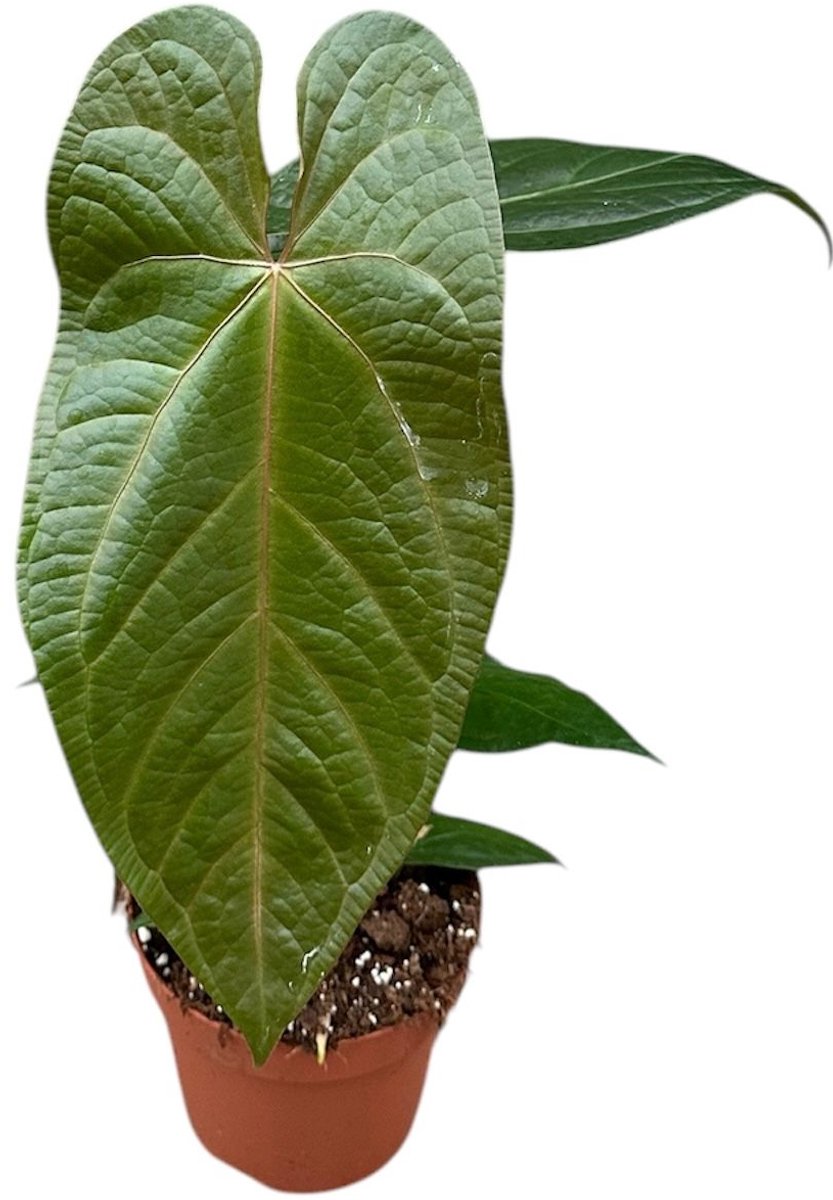 Anthurium Magnificum kopen