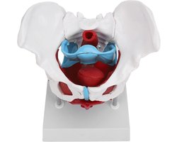 Bekkenbodem Anatomiemodel - Vrouwelijk Bekkenmodel met Verwijderbare Onderdelen voor Vroedkunde Onderwijs en Training