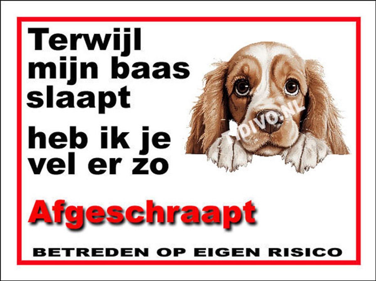 Amerikaanse Cocker Spaniel 15