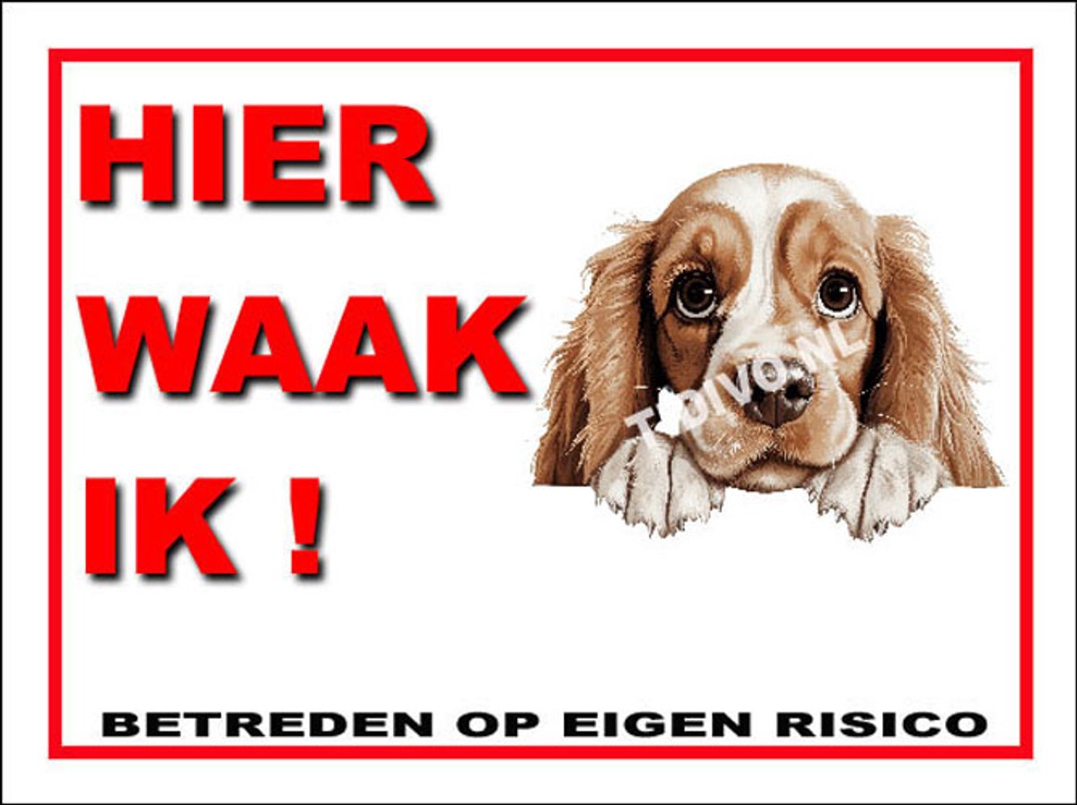 Amerikaanse Cocker Spaniel 3