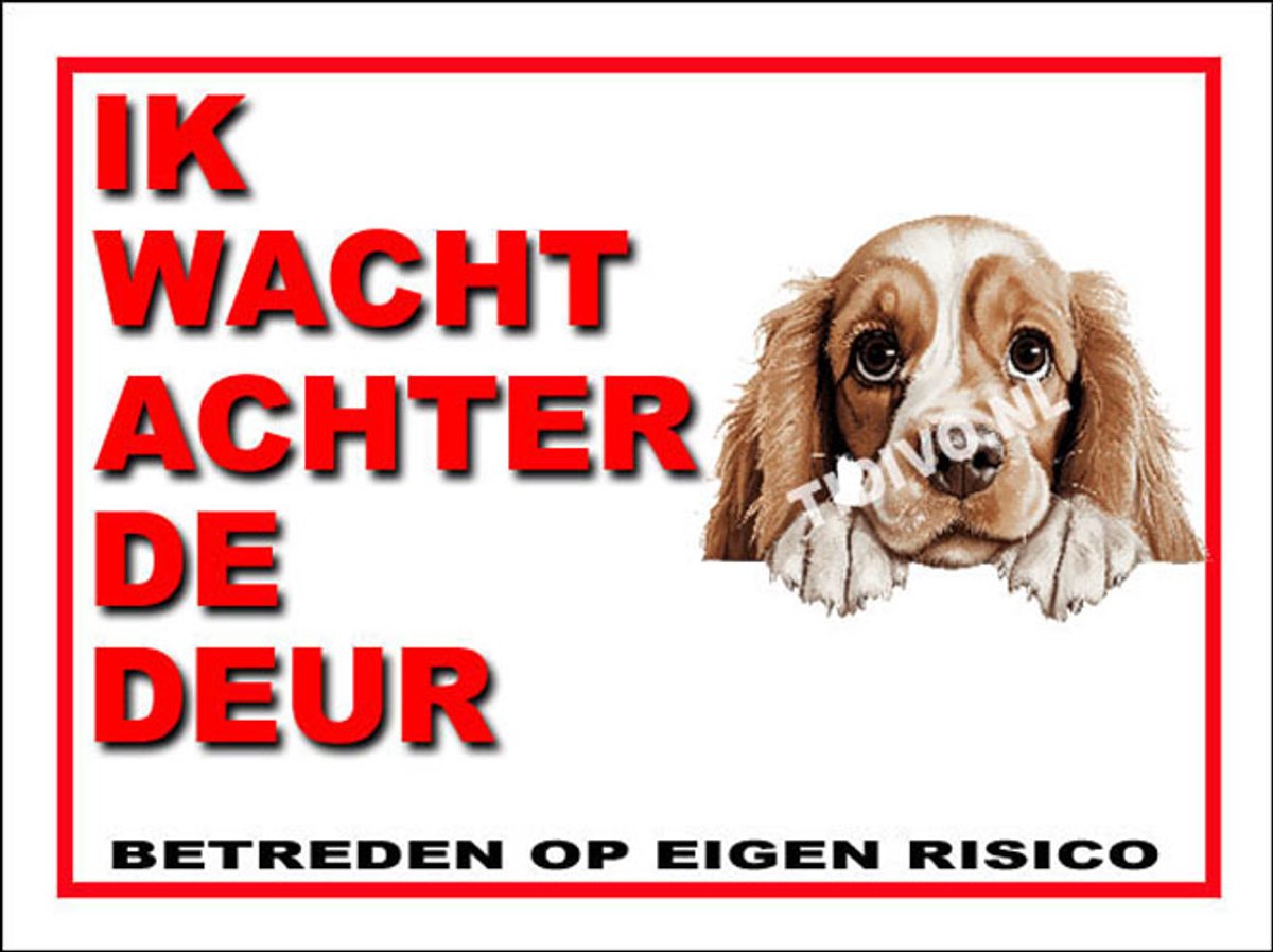 Amerikaanse Cocker Spaniel 10