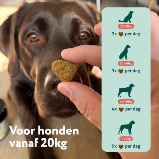 Bruine labrador kijkt naar een hartvormig snoepje dat door een hand wordt vastgehouden. Rechts een dosiscalculator voor honden +20kg.