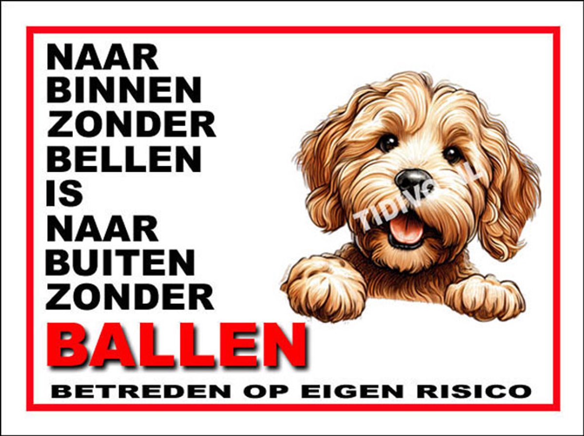 Labradoodle 11