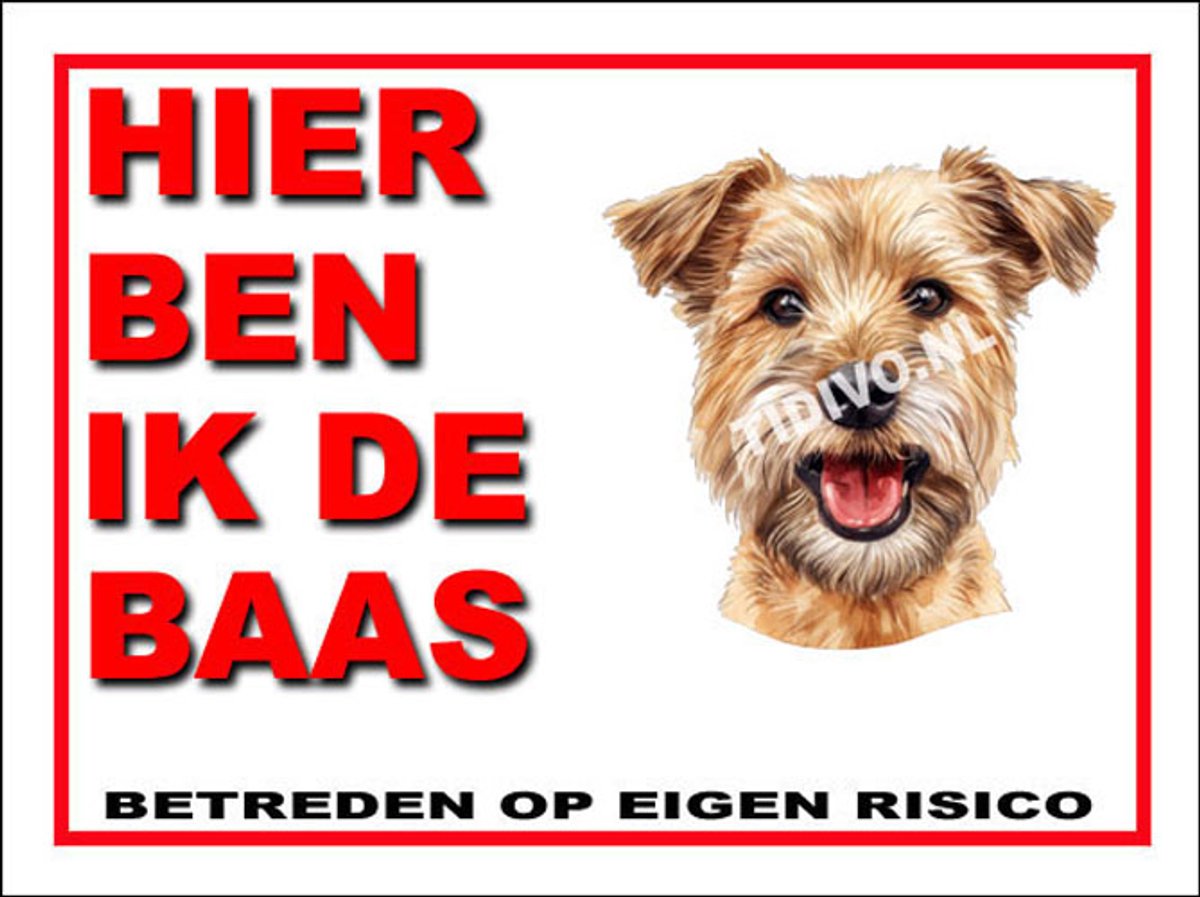 Lucas Terrier 2
