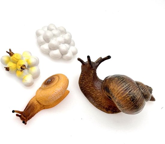 Kikker levenscyclus S269129 | Levenscyclus dieren