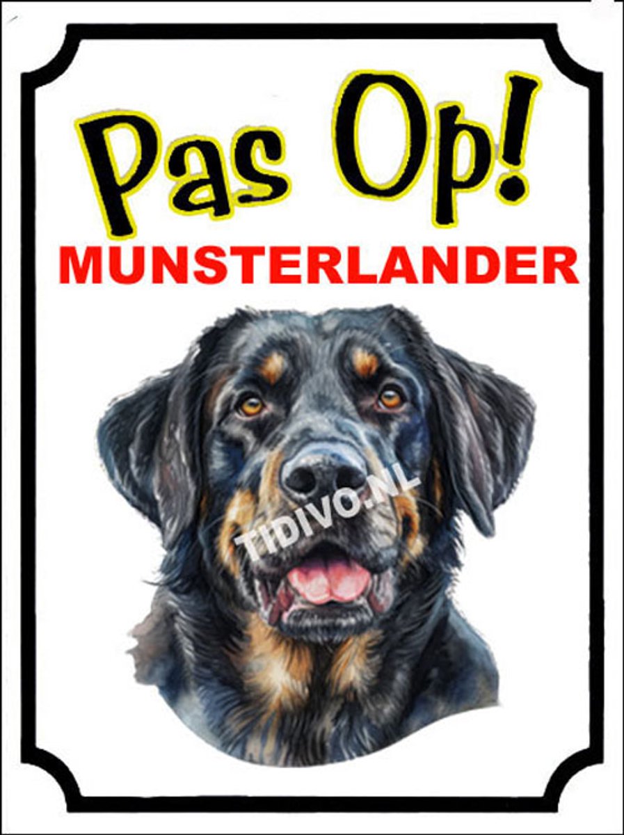 Münsterländer 16