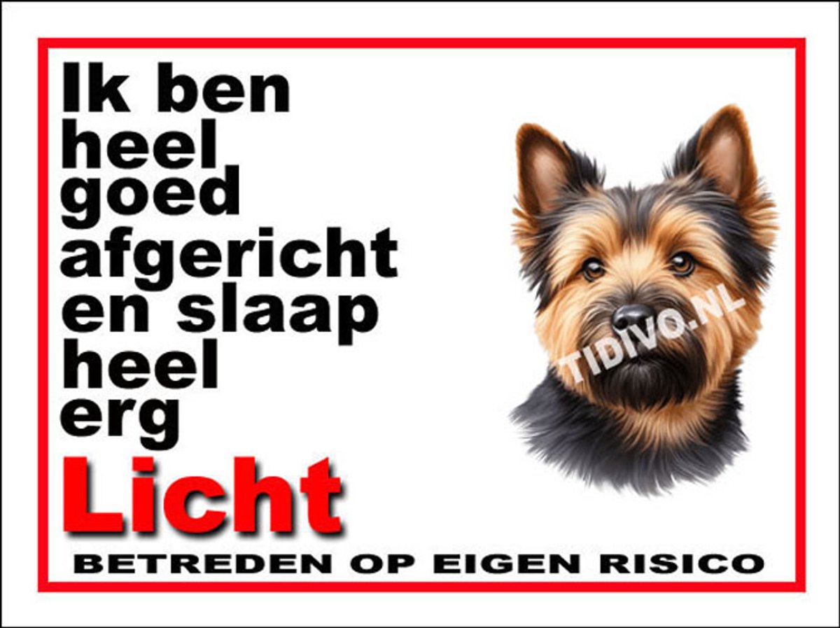 Norwich Terrier 4