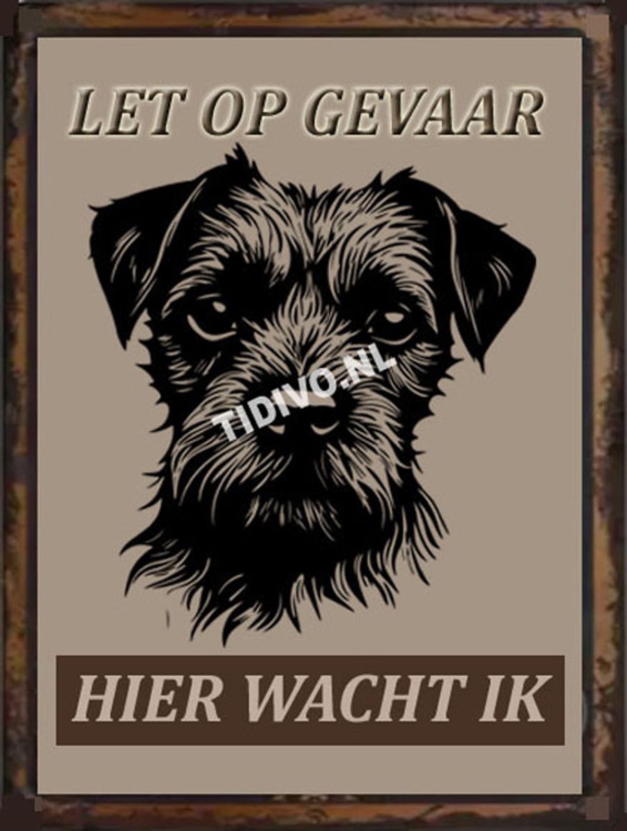 Border Terrier 18