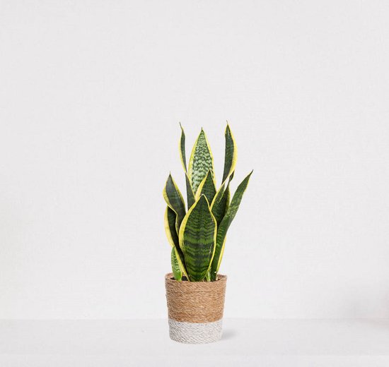 Sansevieria Superba in siermand Amber wit – Vrouwentong – eenvoudig te verzorgen slangenplant - 30-40cm - Ø12 – geleverd met plantenpot – vers uit de kwekerij