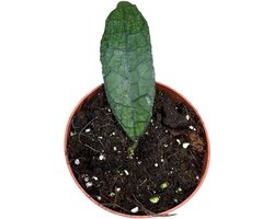 Hoya Clemensiorum Dark Leaf Kamerplant Potmaat Ø10,5 cm |Vers Van De Kweker