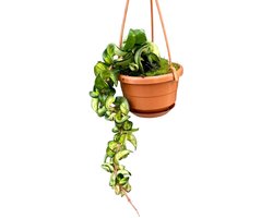 Hoya Compacta Mauna Loa Kamerplant Potmaat Ø10,5 cm |Vers Van De Kweker