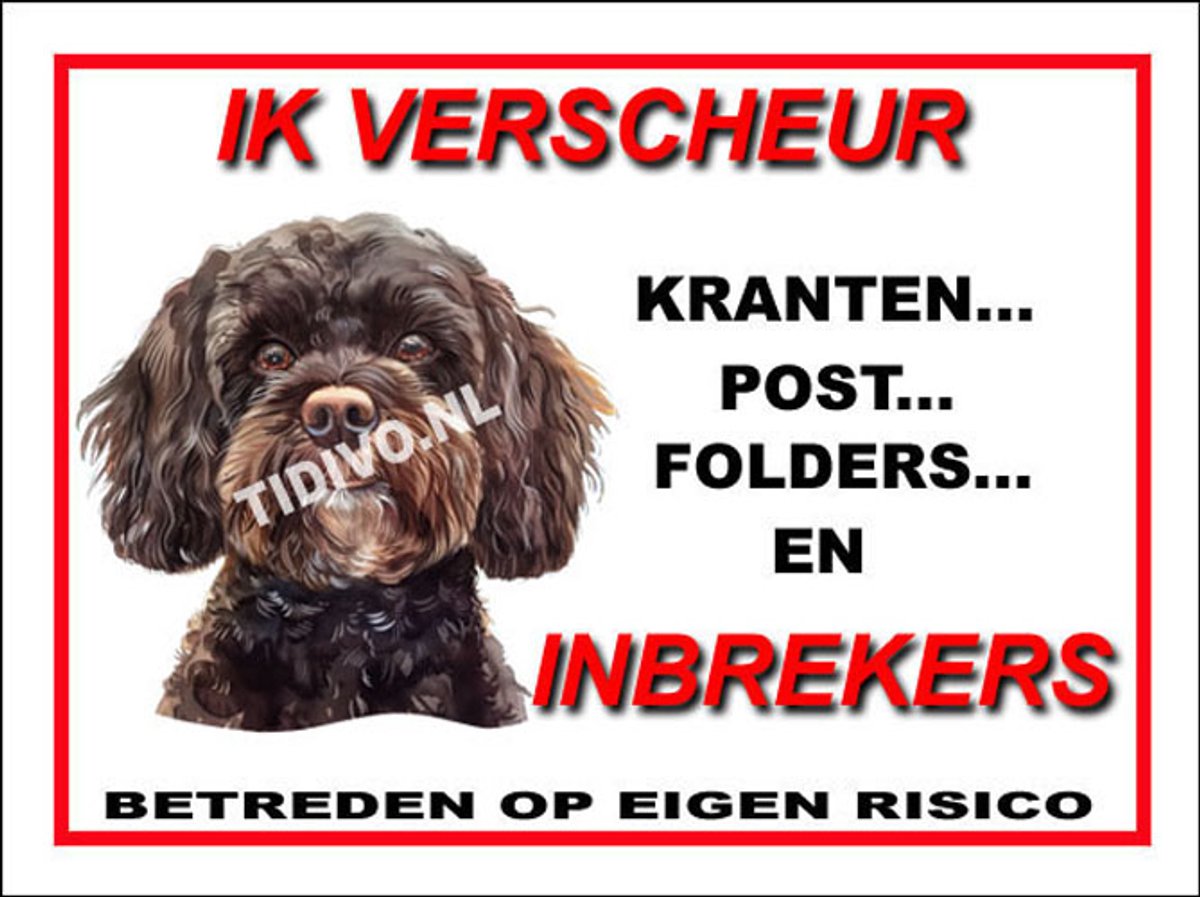 Cavapoo 8