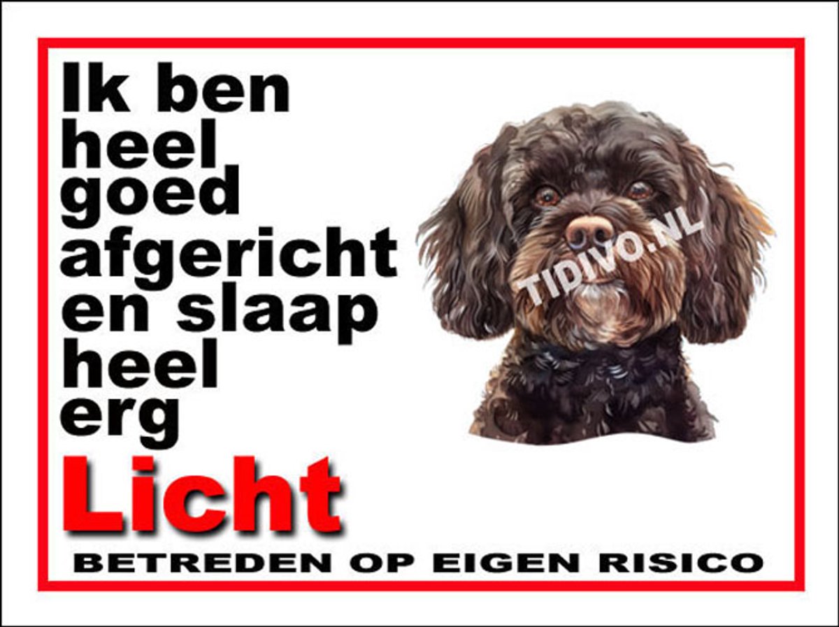 Cavapoo 4