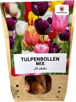 Tulpenbollen Mix – 20 Stuks | KH Bloembollen® | Kleurrijke Tulpenmix – Perfect Cadeau voor Tuin of Pot – Maat 11/12 – Vers van de Teler!