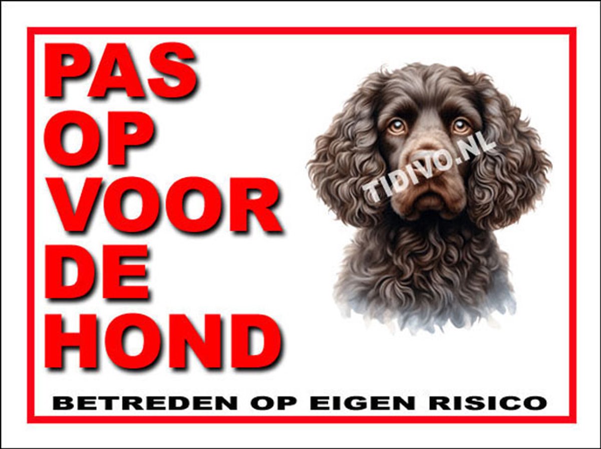 Amerikaanse Water Spaniel 13