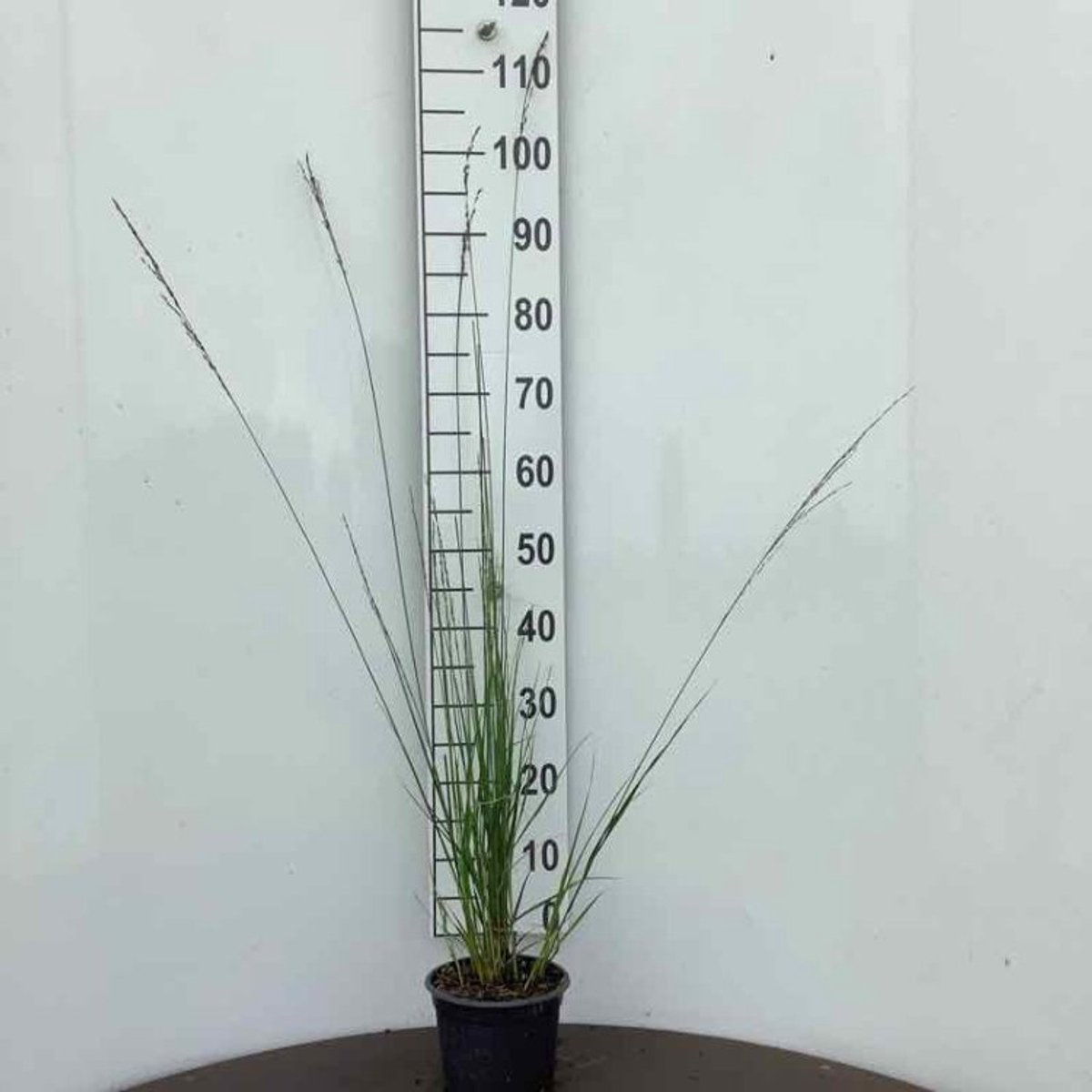 Plants Online - Tuinplanten - Siergrassen - Set van 1 - Molinia caerulea 'Heidebraut' - 2 liter pot - Plant
