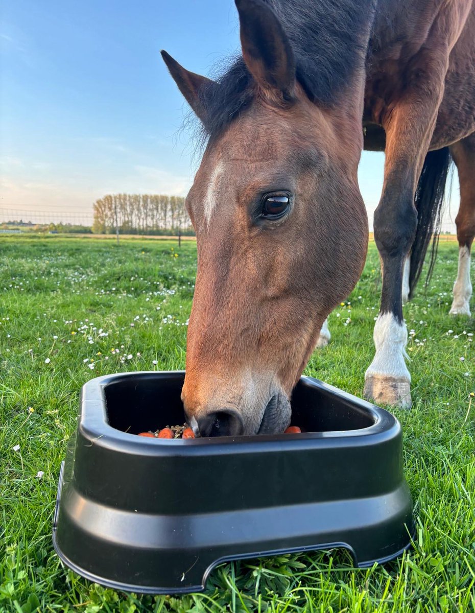 Voederbak paard kopen? Gratis verzending vanaf €49