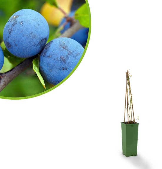 Blauwe bes - Vaccinium corymbosum ‘Jersey’ - fruitstruik - ca. 50cm hoog