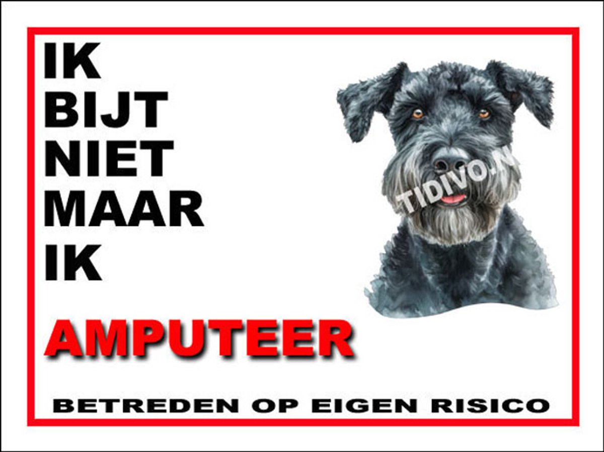 Kerry Blue Terrier 5