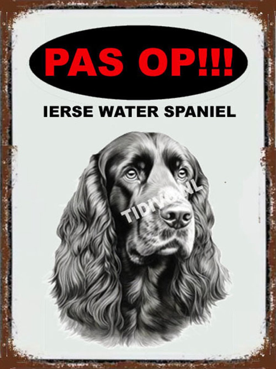 Ierse Water Spaniel 17