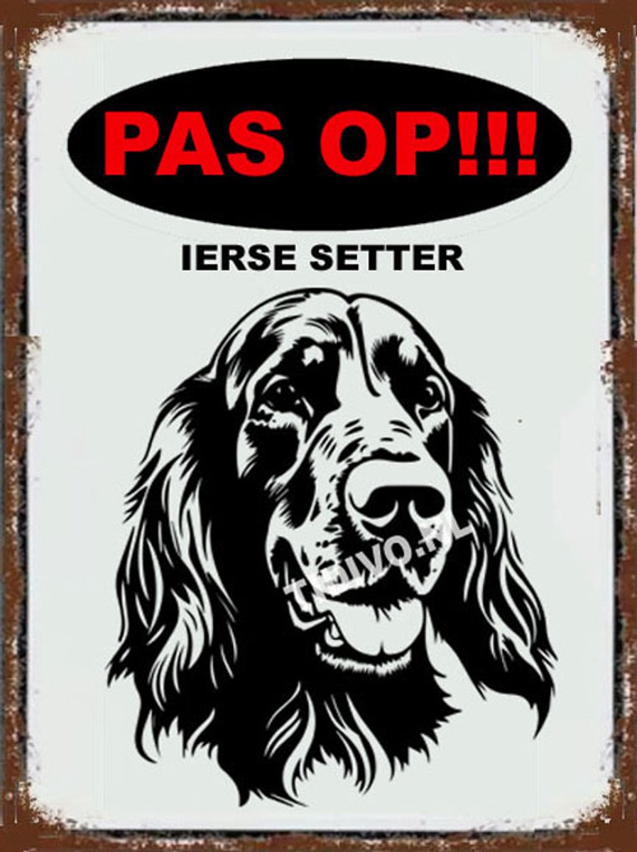 Ierse Setter 17