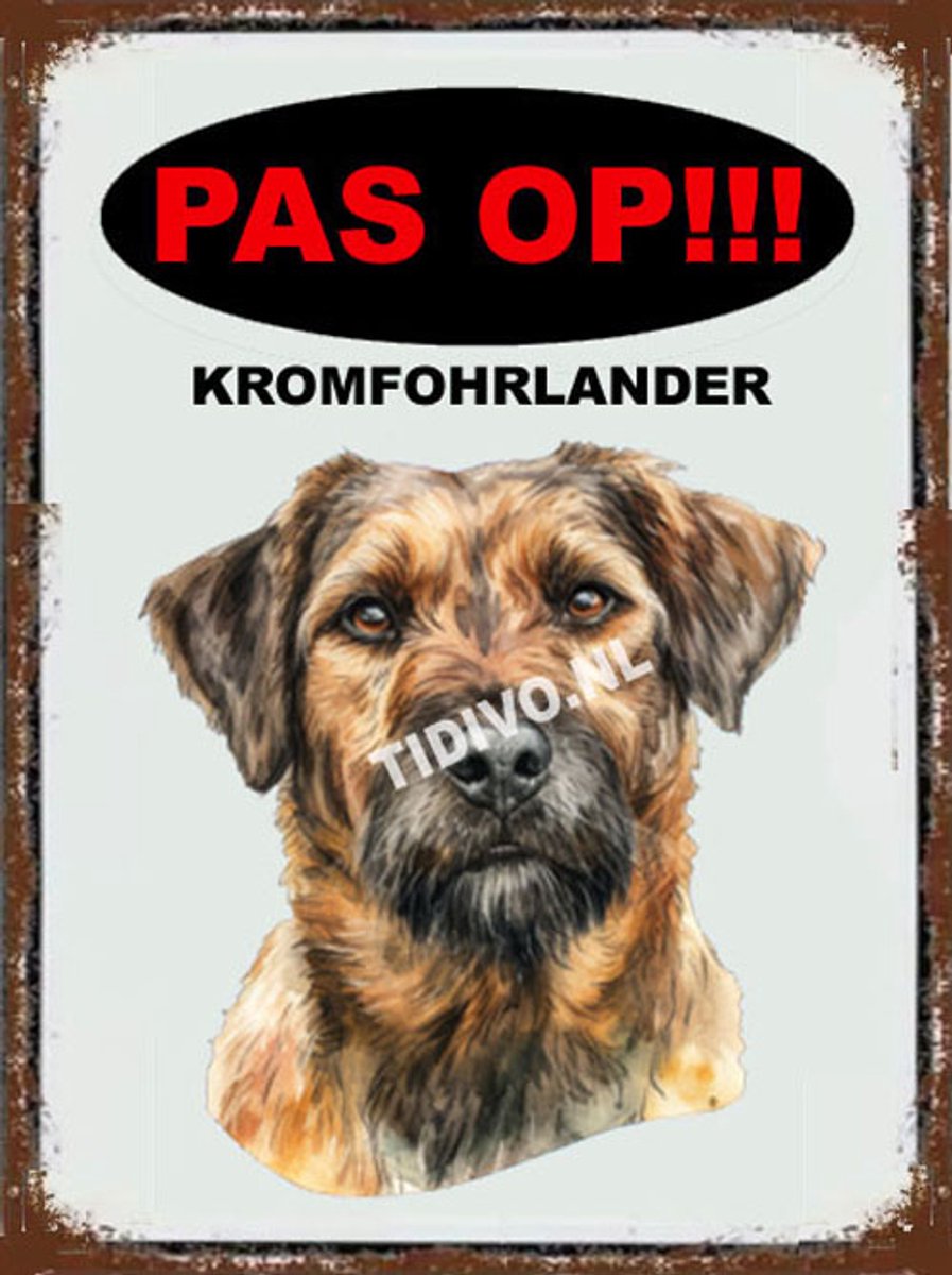Kromfohrländer 17