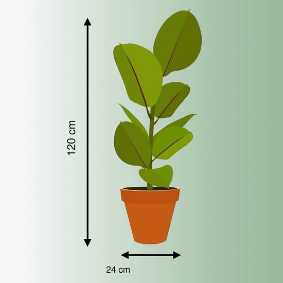 Sproution Dicksonia boomvaren - Hoogte 120cm