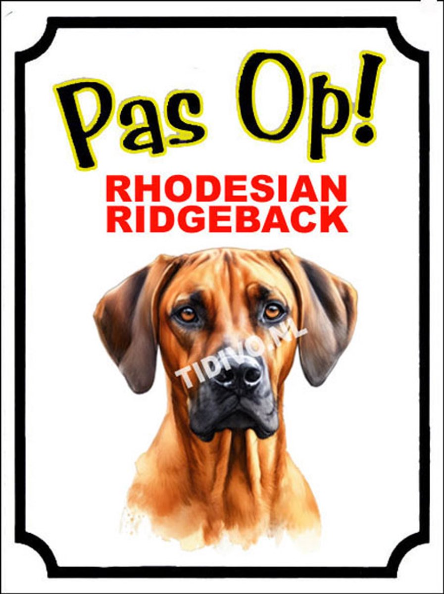 Rhodesian Ridgeback 16