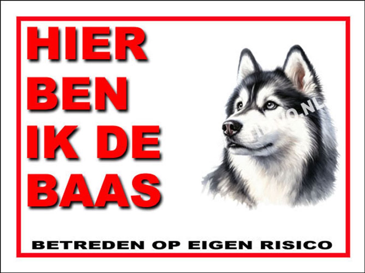 Siberian Husky 2