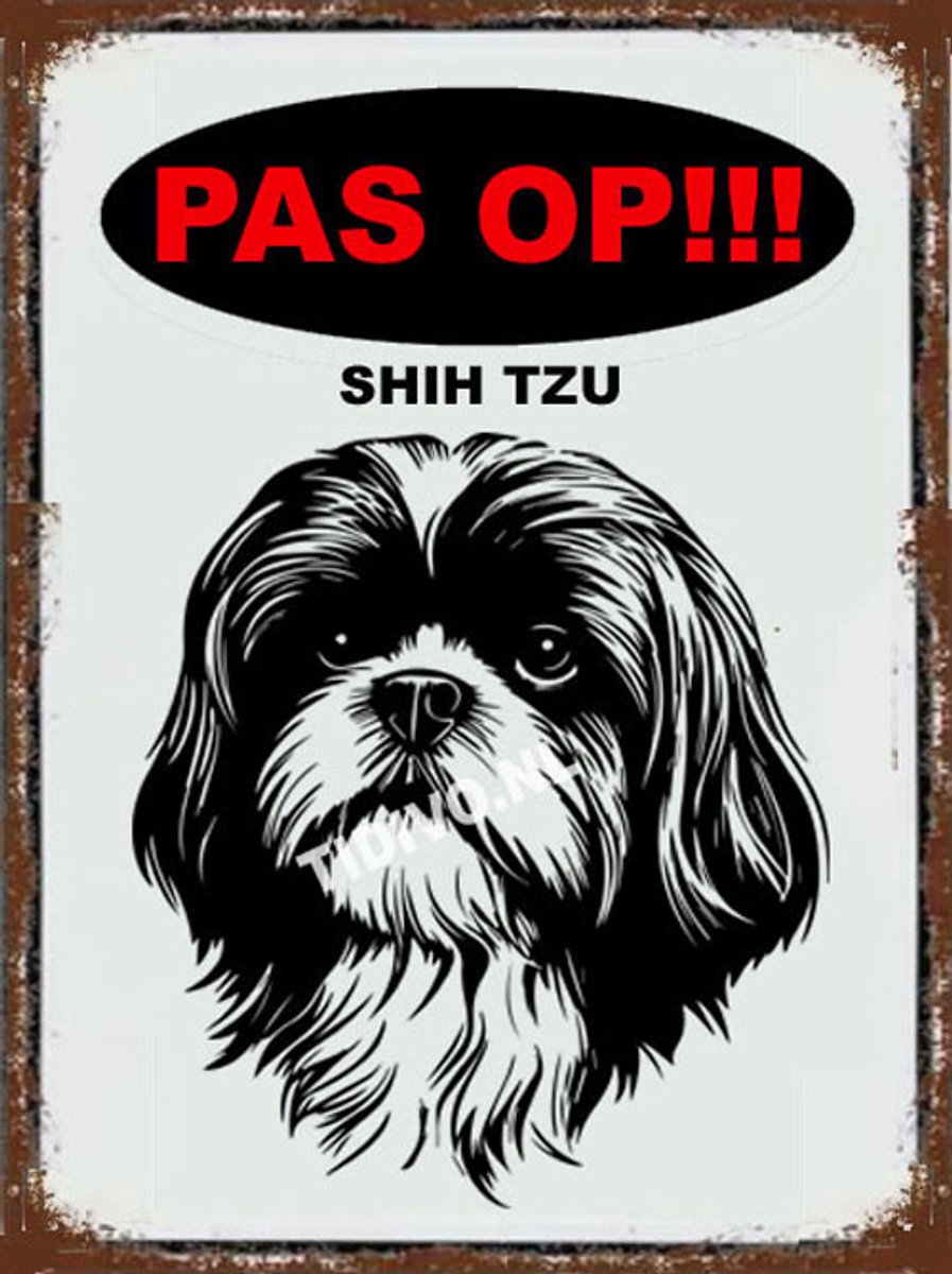 Shih Tzu 17