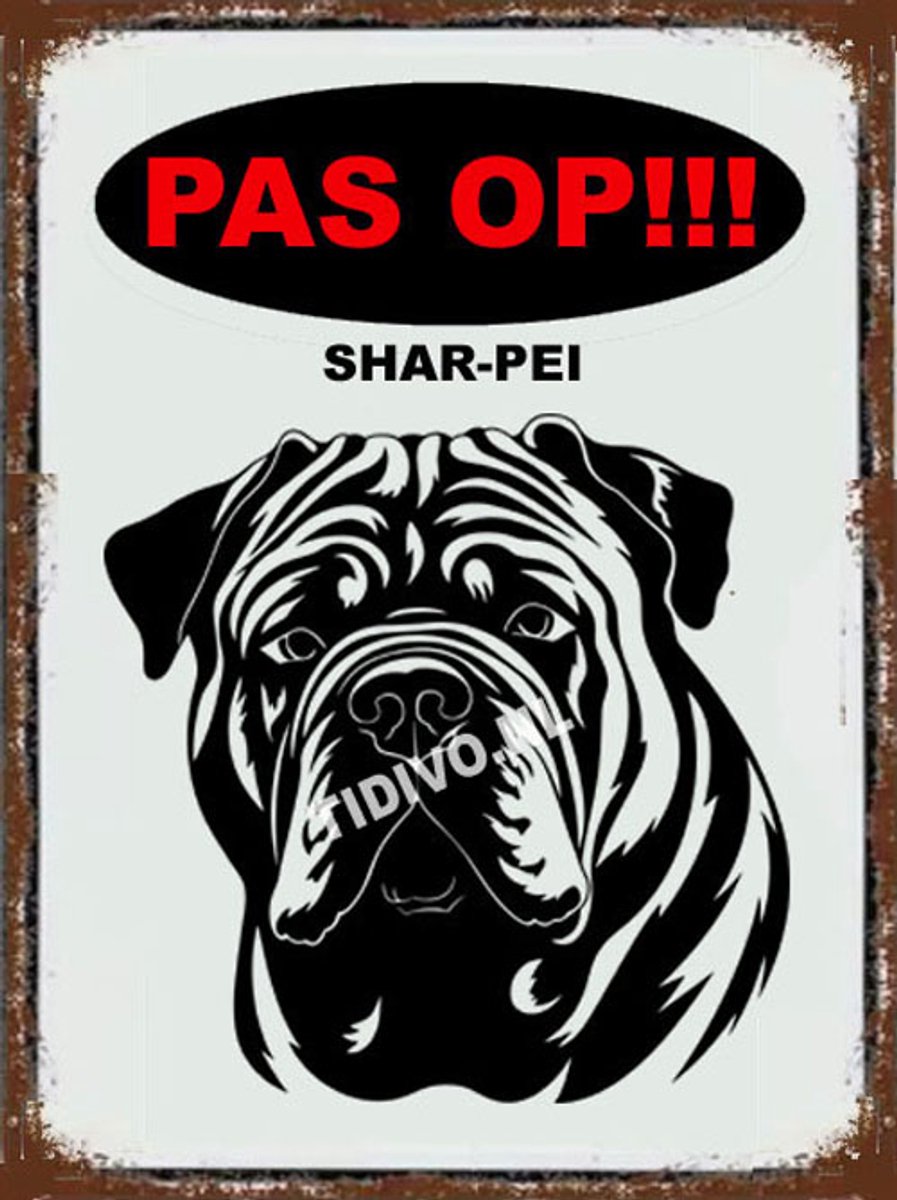 Shar-Pei 17