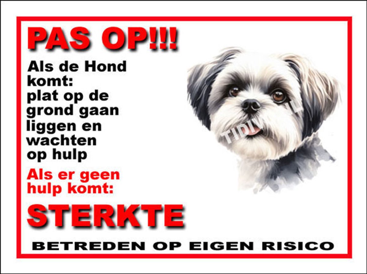 Shih Tzu 12