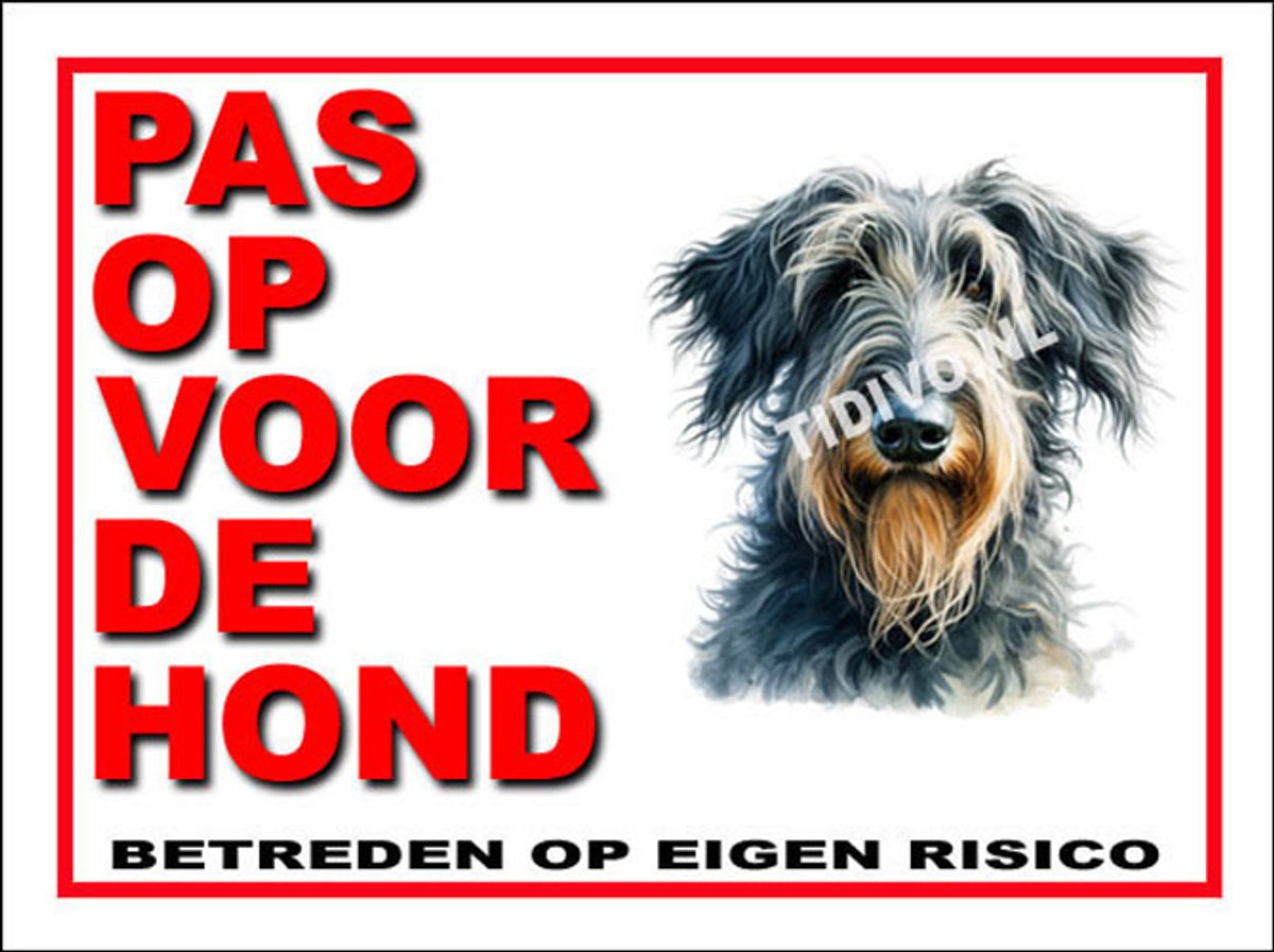 Schotse Deerhound 13