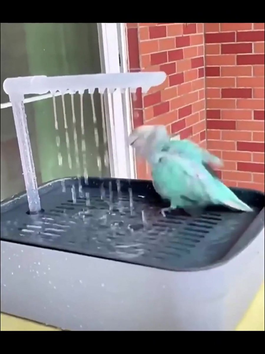 Vogelbad met Zuignap voor in het Raam of Douche - Speelgoed en Zitstok voor Parkieten