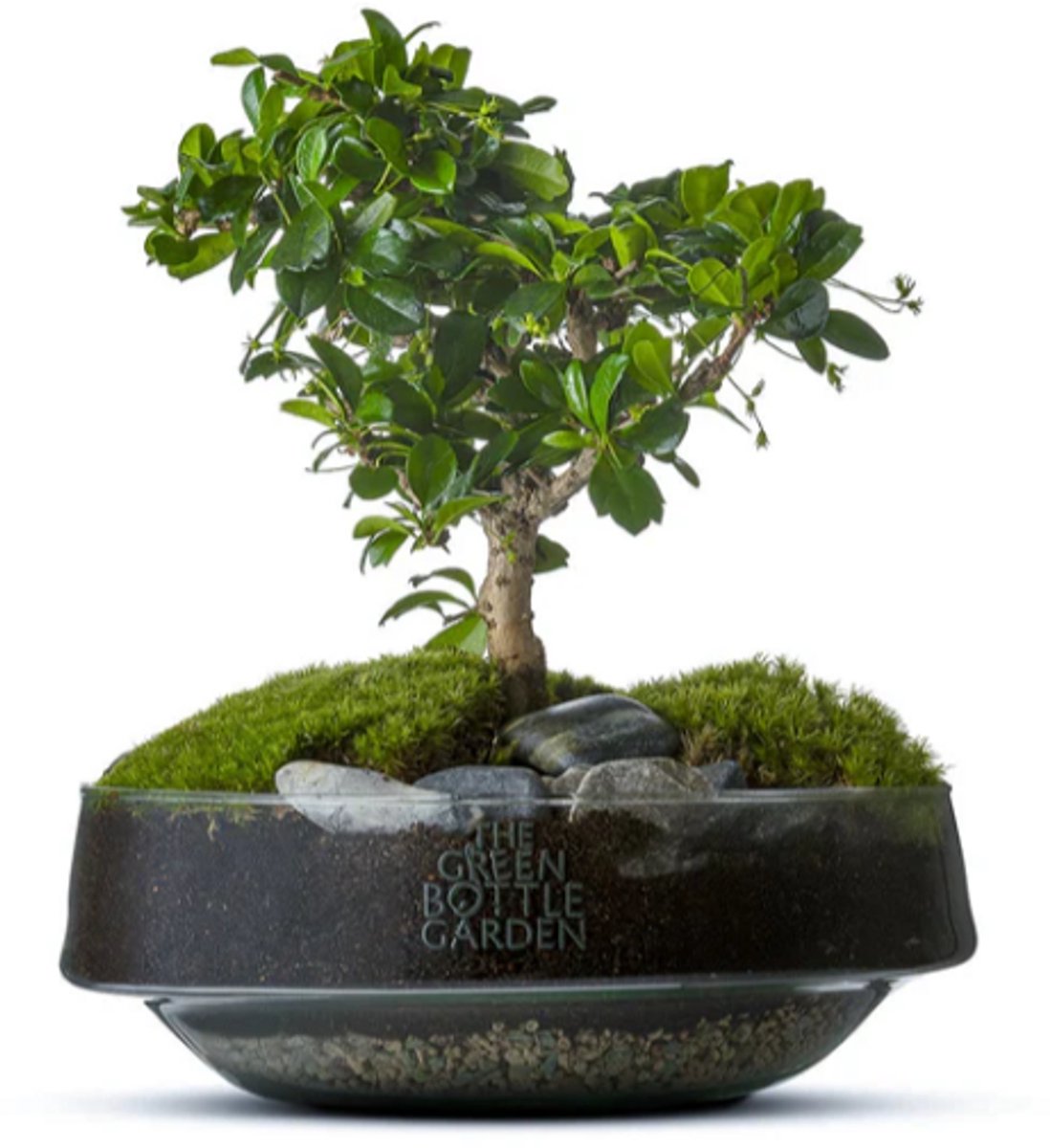The Green Bottle Garden - Iris Bonsai - Terrarium - bonsai - kant en klaar-