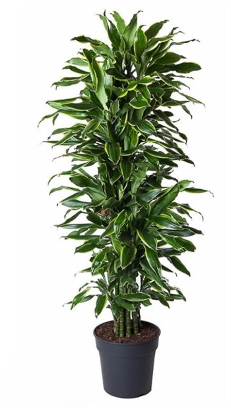 Dracaena Gold Coast - Luchtzuiverend - Kamerplant - Makkelijk te onderhouden - Cadeau - Groot