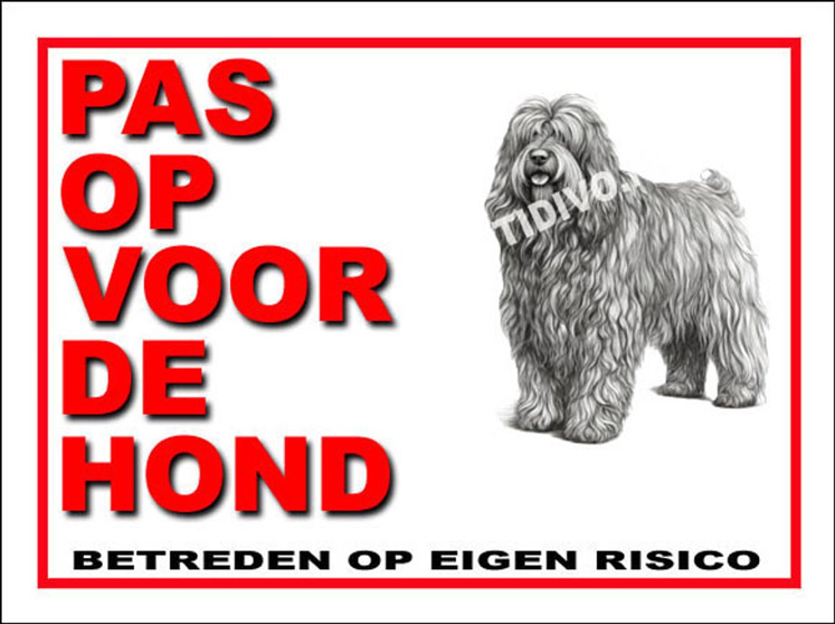 Bergamasco 13
