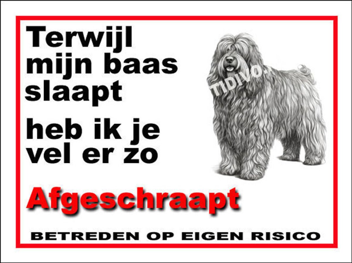 Bergamasco 15