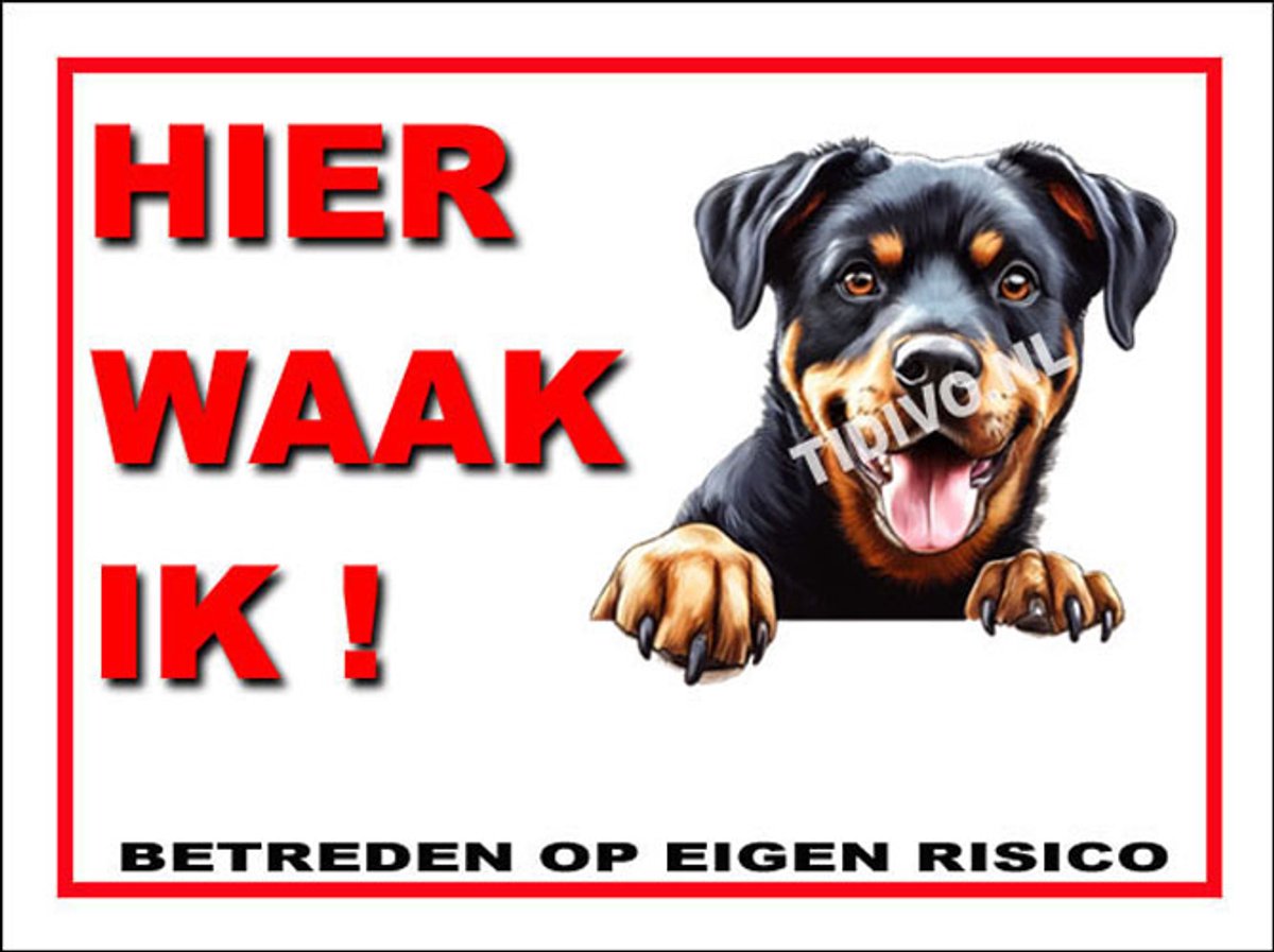 Beauceron 3