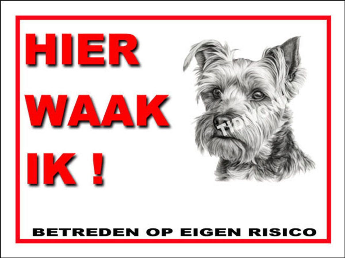 Biewer Terrier 3