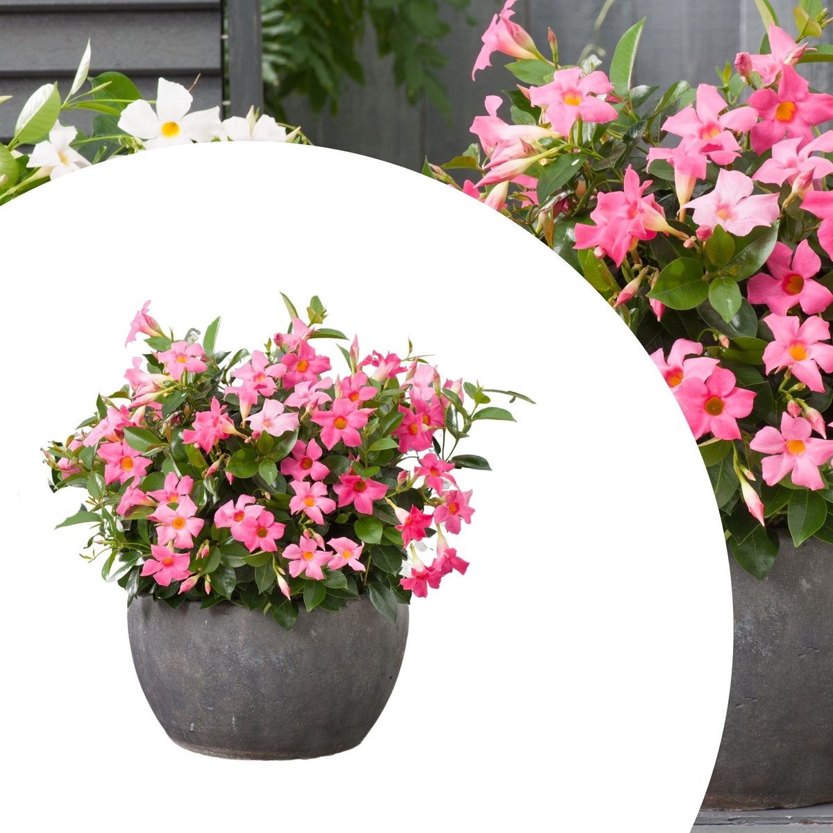 Dipladenia (Dipladenia) - Mandevilla / - Braziliaanse Jasmijn Roze (Potplant) - Vaste planten - Bijen-Vlinders - (Ook)-Voor in huis - Klimplant