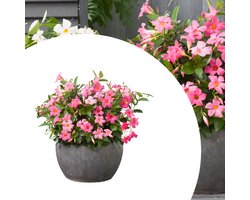 Dipladenia (Dipladenia) - Mandevilla / - Braziliaanse Jasmijn Roze (Potplant) - Vaste planten - Bijen-Vlinders - (Ook)-Voor in huis - Klimplant