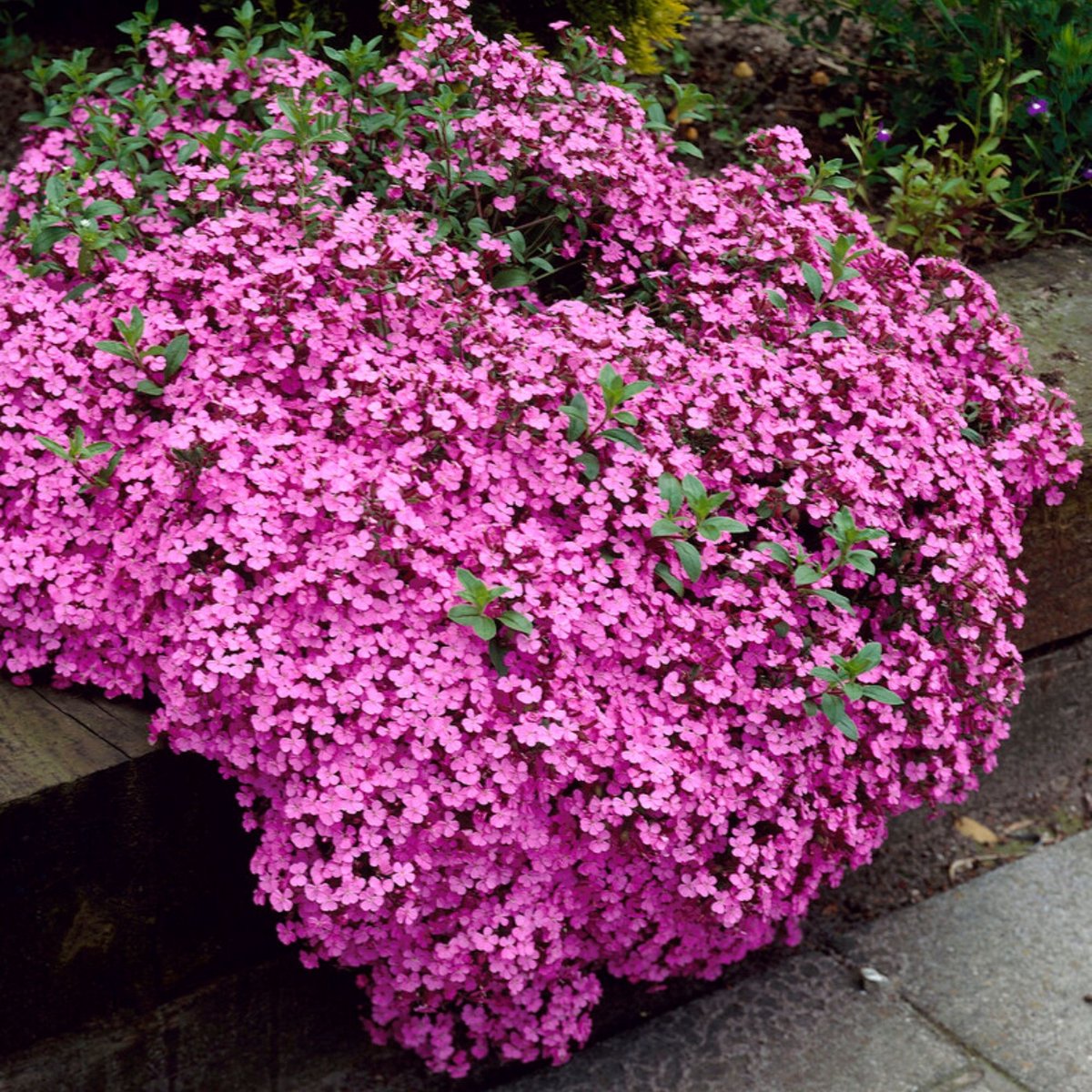 Zeepkruid (Saponaria ocymoides) - Rose-Pink - Saponaria ocymoïdes - Vaste planten - Bijen-Vlinders - Bodembedekkers - Zomerbollen - Voorjaarsbollen