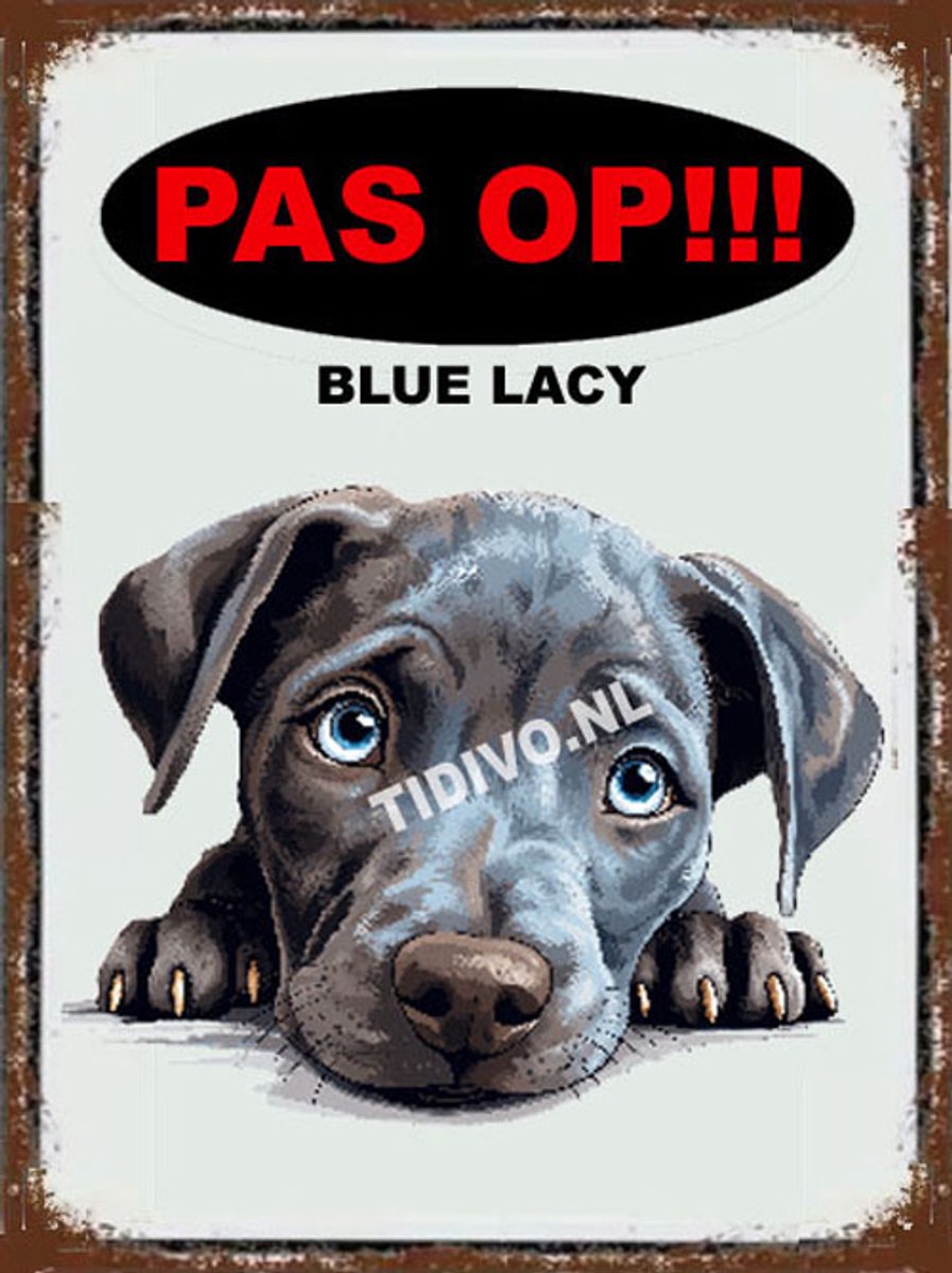 Blue Lacy 17