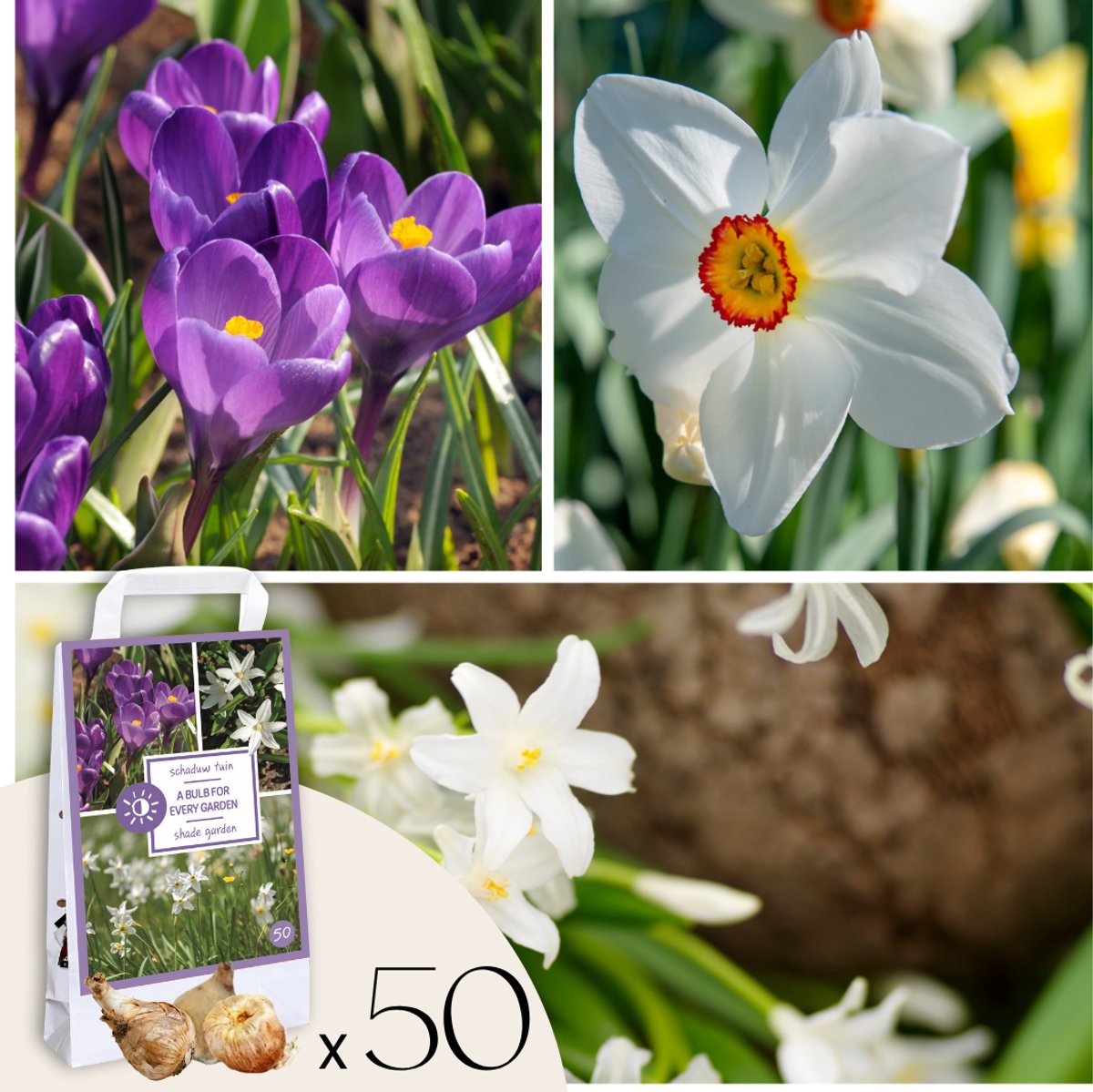 Plant in a Box - Shade Garden Box - 50 bloembollen voor schaduw & halfschaduw - Vroege bloeimix met Chionodoxa, Krokus & Narcis - Makkelijk te verzorgen & meerjarig