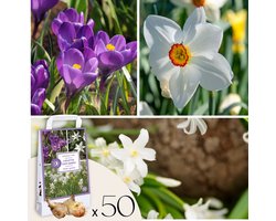 Plant in a Box - Shade Garden Box - 50 bloembollen voor schaduw & halfschaduw - Vroege bloeimix met Chionodoxa, Krokus & Narcis - Makkelijk te verzorgen & meerjarig