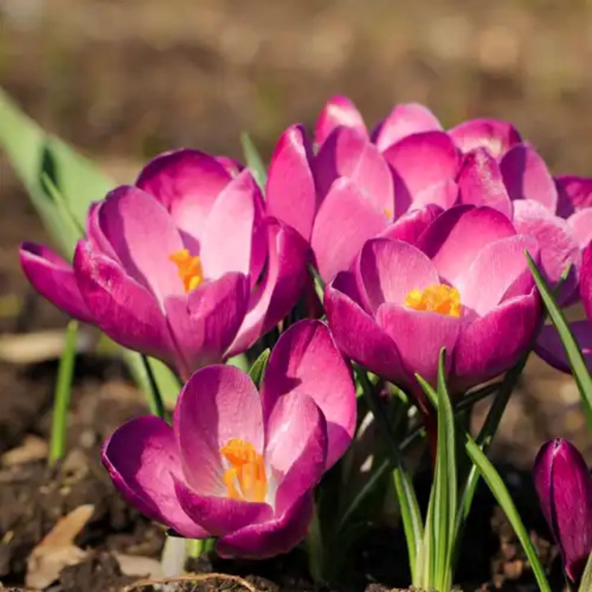 Boerenkrokus (Crocus Tommasinianus) - Krokus tommasinianus roseus - Crocus - Bijen-Vlinders - Voorjaarsbollen - bloeit in Februari / Maart